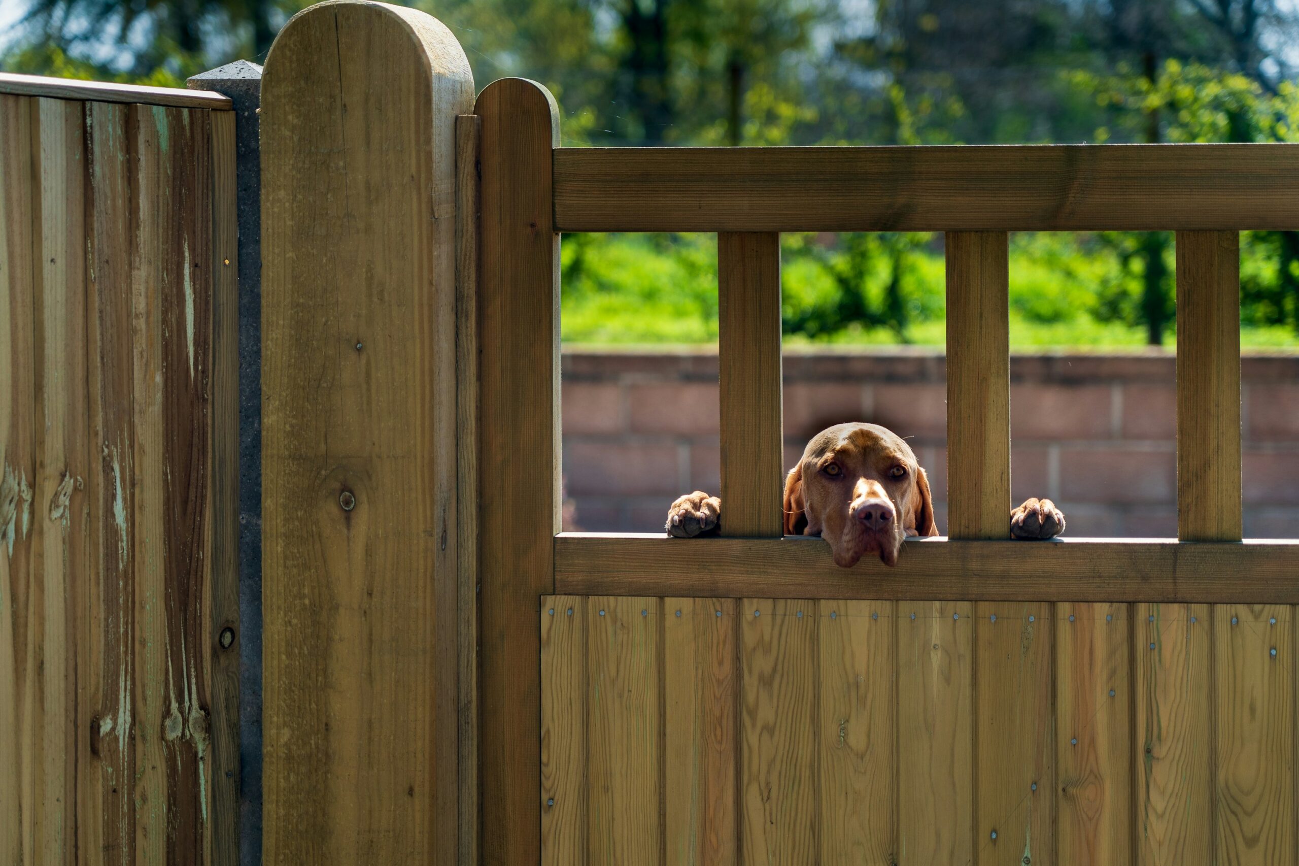 Creative Dog Fence