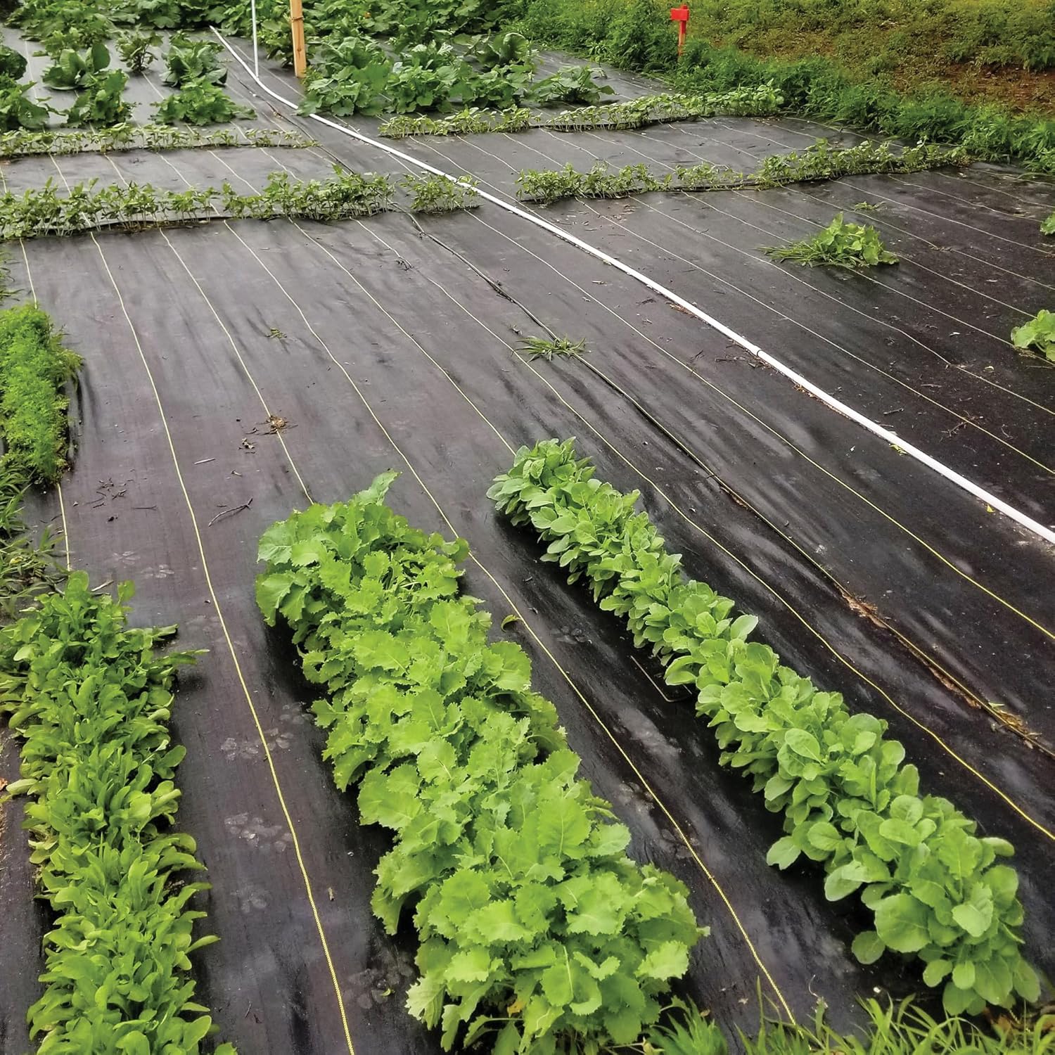 DeWitt Sunbelt Woven Ground Cover