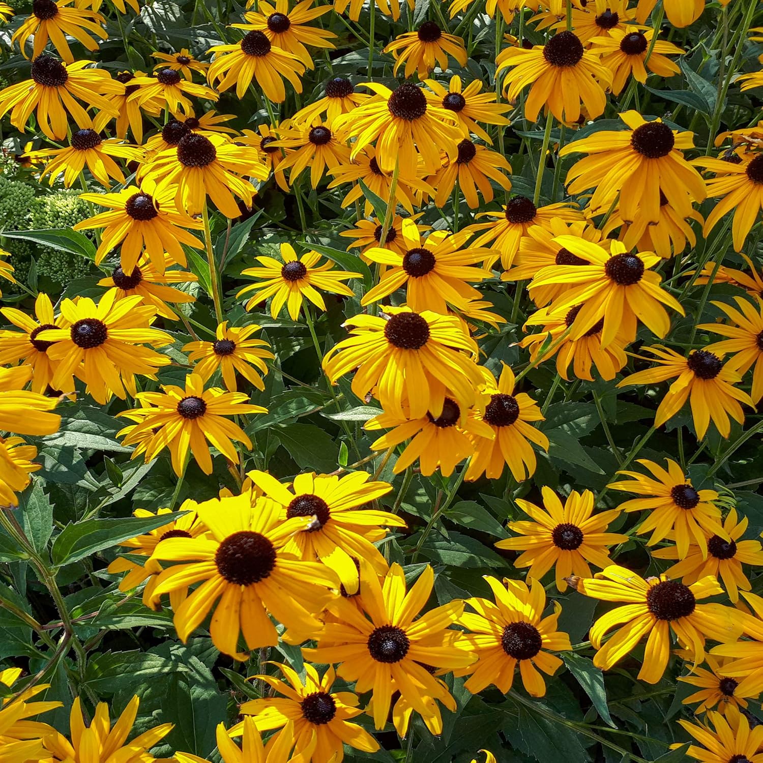 Outsidepride Echinacea Paradoxa Yellow Coneflower Seeds