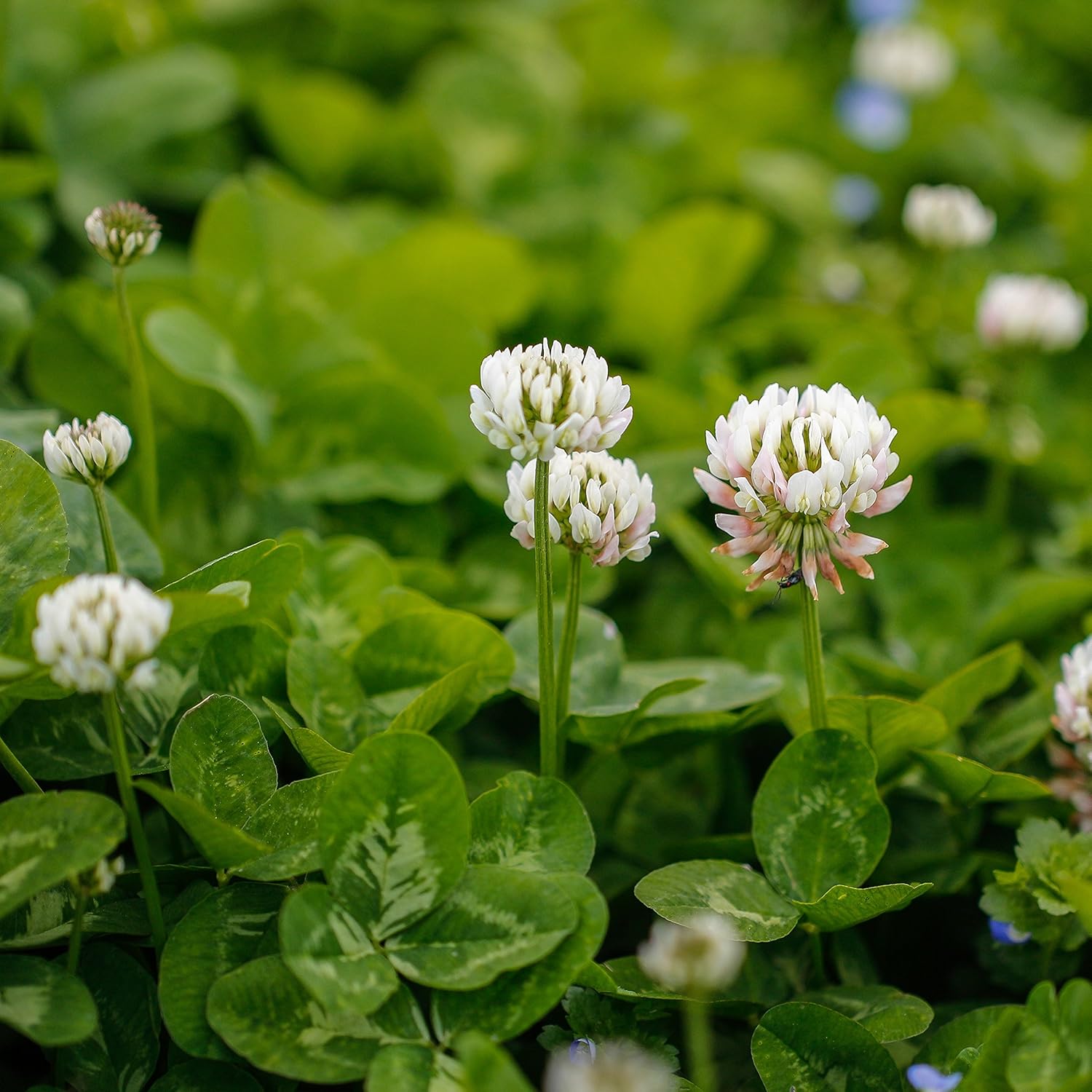 Outsidepride Perennial White Dutch Clover Seed