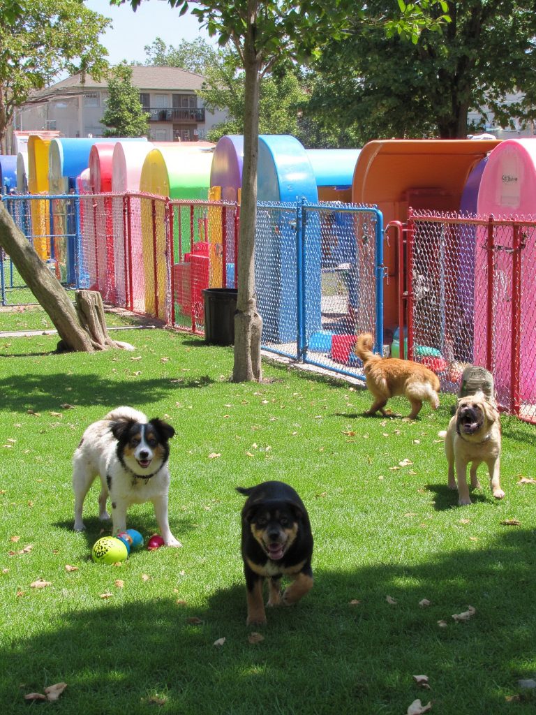 Multidog kennel and playpen setups 0001